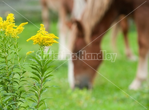 Goldenrod weed in horse pasture
