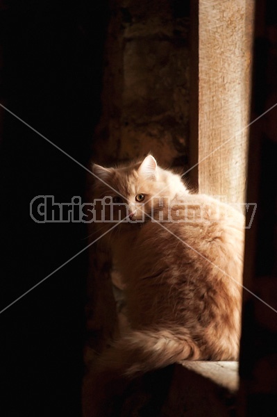 Orange barn cat sitting in barn window