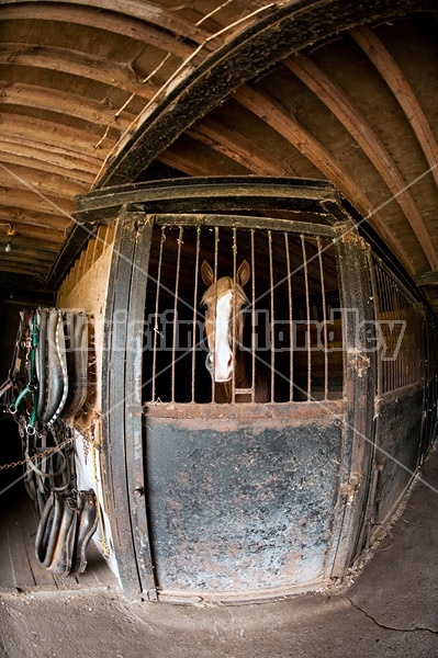 Belgian draft horse standing in a stall inside the barn. Photographed with a fisheye lens