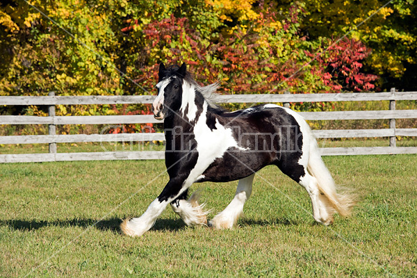 Gypsy Vanner horse