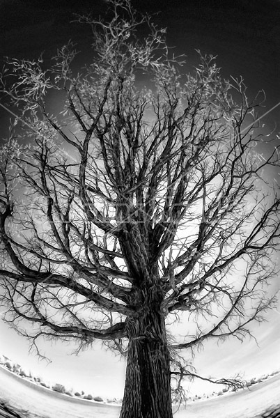 Gnarly old oak tree photographed in infrared with a fisheye lens