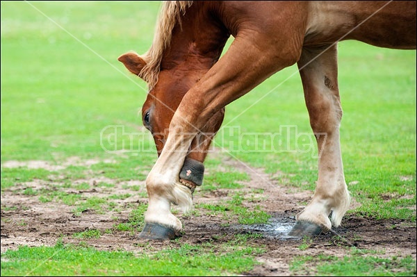 Belgian Horse Biting Scratching Ankle