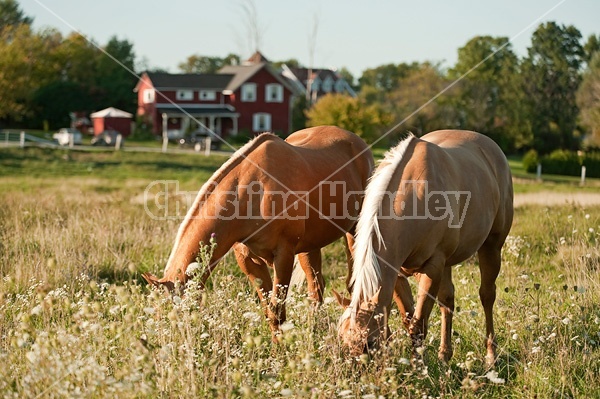 Palomino Quarter Horse