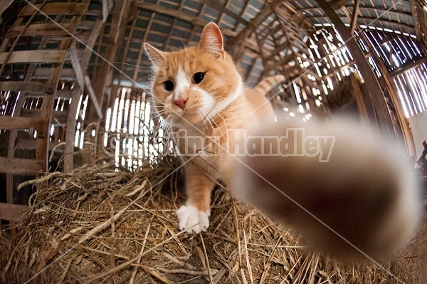 Orange cat standing on bale of hay reaching out and slapping camera