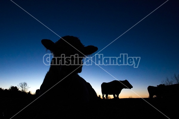 Beef cow silhouette