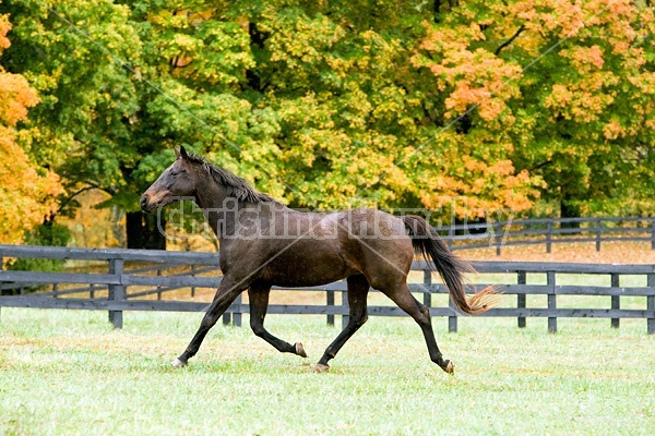 Horse on autumn pasture