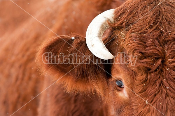 Closeup Photo of Beef Cow