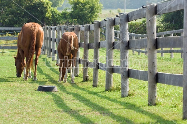 Quarter horse foal