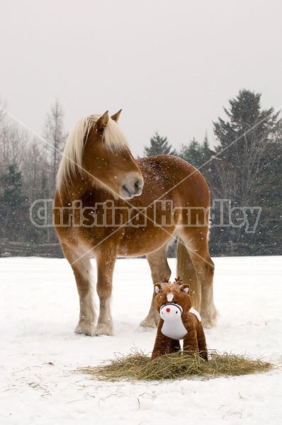 Belgian Draft horse sniffing stuffed pony