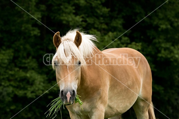 Haflinger horse grazing on summer pasture