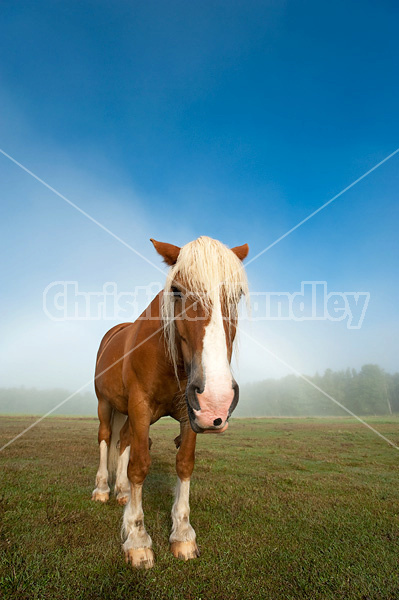 Chestnut horse standing in field in the fog