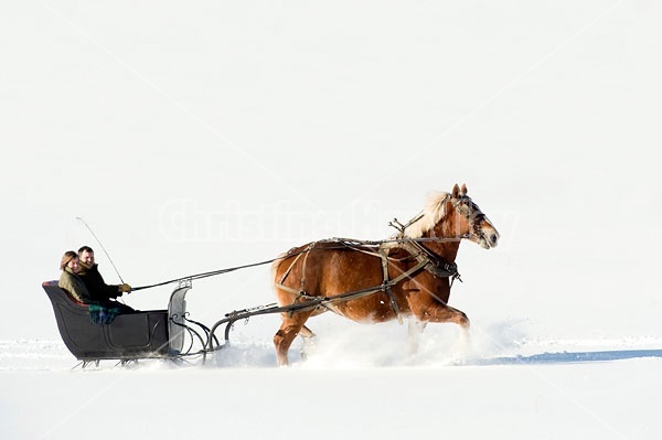 Single Horse Sleigh Ride