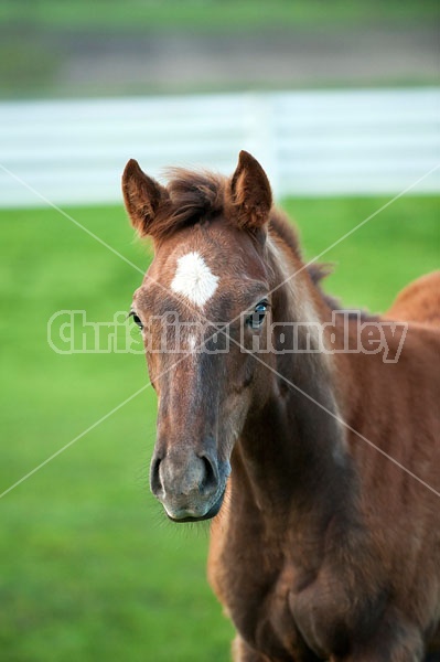 Quarter horse foal