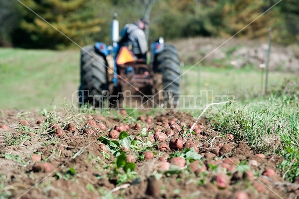 Digging potatoes on a small family farm