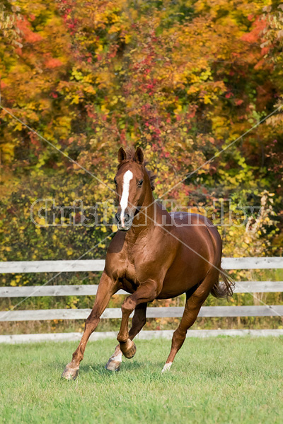 Thoroughbred horse galloping in fenced paddock in the autumn colors