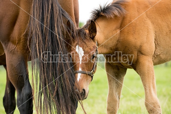 Thoroughbred foal