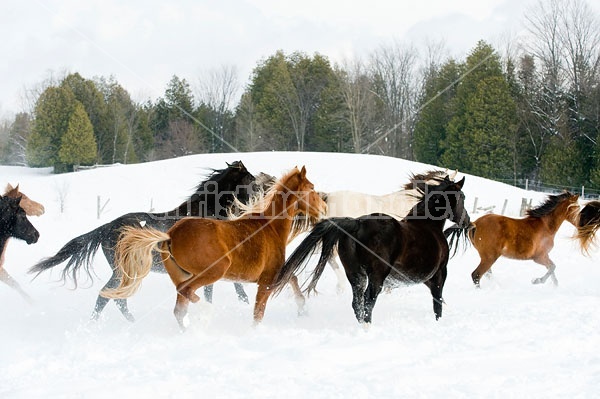 Herd of Rocky Mountain Horses Galloping in Snow