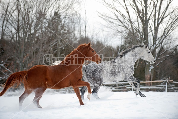 Dapple gray horse and bay horse galloping in deep snow