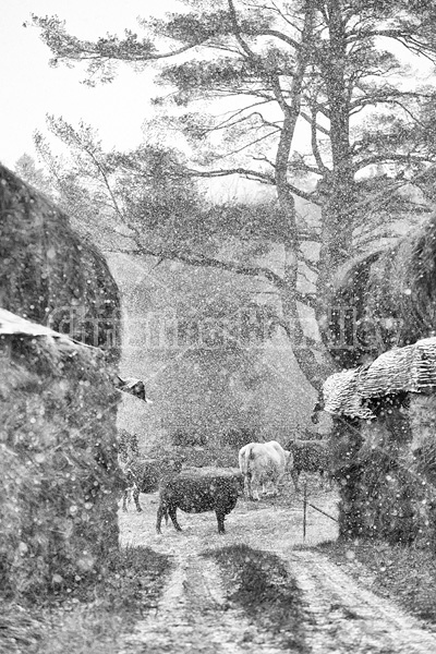 Looking at cows in their pasture through two rows of stacked round bales of hay