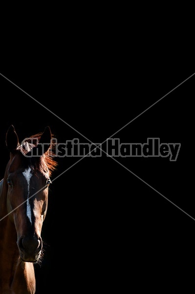 Bay horse with black background