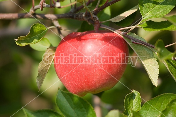 Apples on the tree