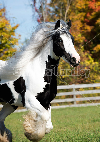 Gypsy Vanner horse