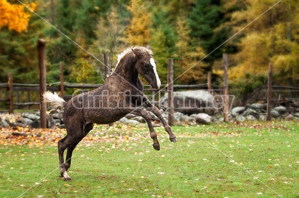 Rocky Mountain Horse foals