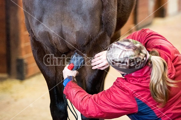 Woman clipping horse