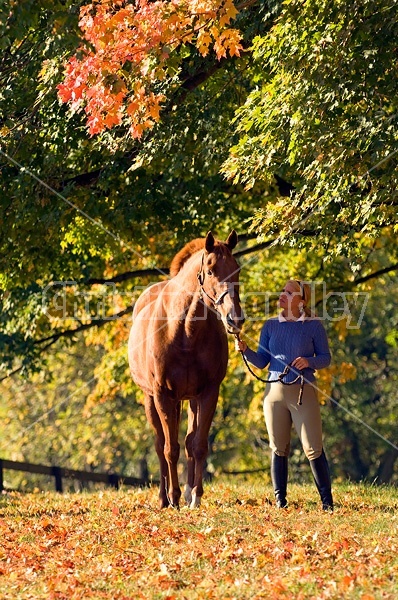 Young woman leading chestnut horse