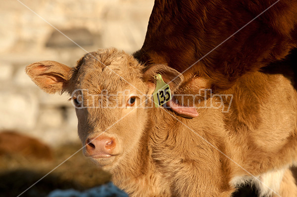 Young baby beef calf being licked, groomed by its mom