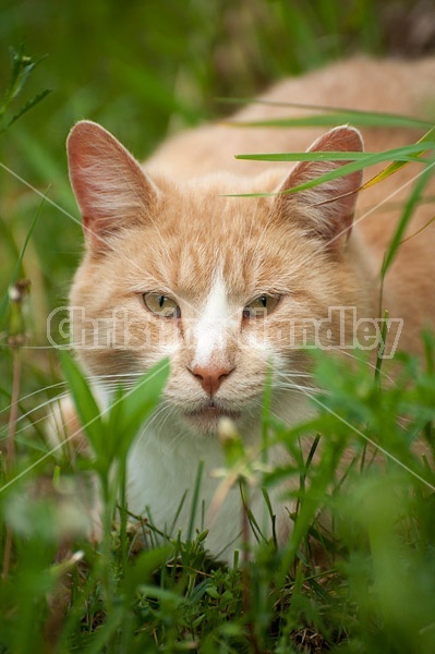 Orange cat in tall grass