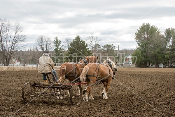 Farmer working a team of Belgian Draft Horses