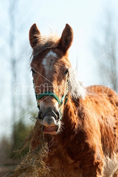 Yearling Belgian Gelding