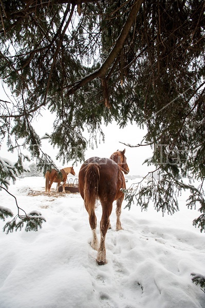 Horse standing in snow under trees