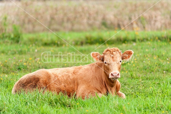Beef Heifer laying in Grass