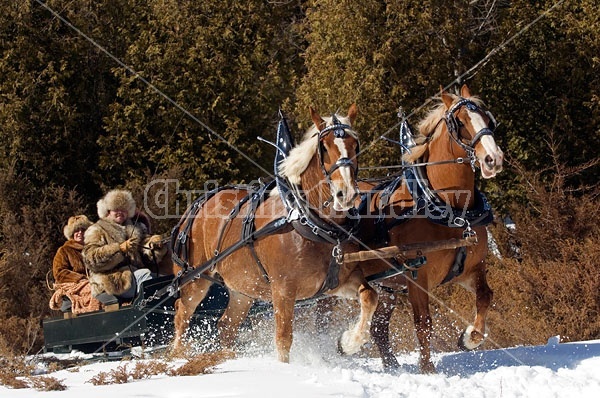 Horse drawn sleigh ride