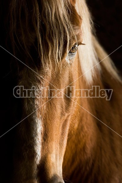 Portrait of a Belgian draft horse