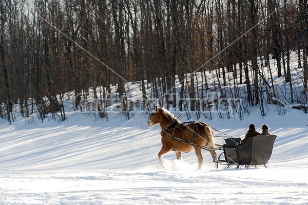 Single Horse Sleigh Ride