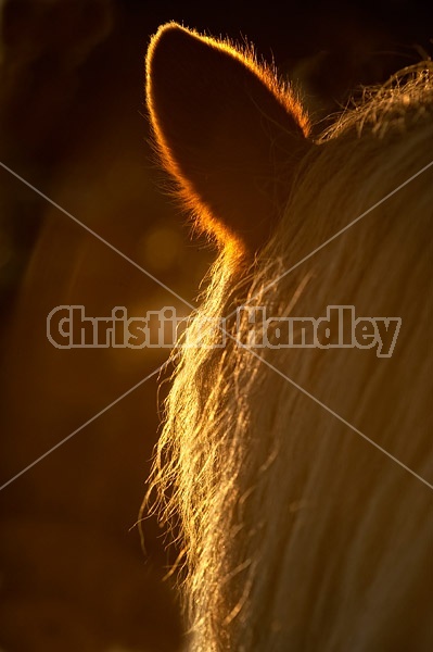 Close-up of horse ear and mane