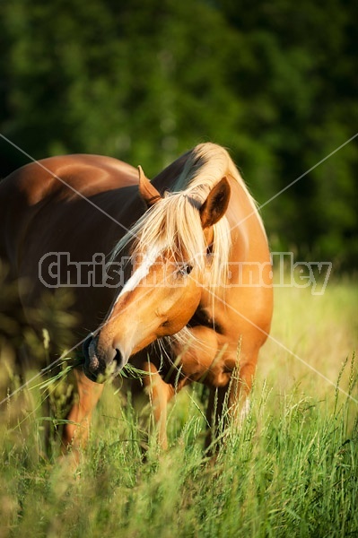 Chestnut horse in tall grass
