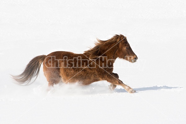 Pony galloping in deep snow