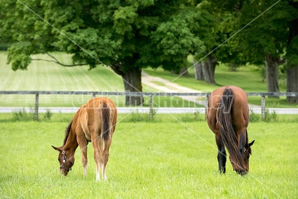 Thoroughbred mare and foal