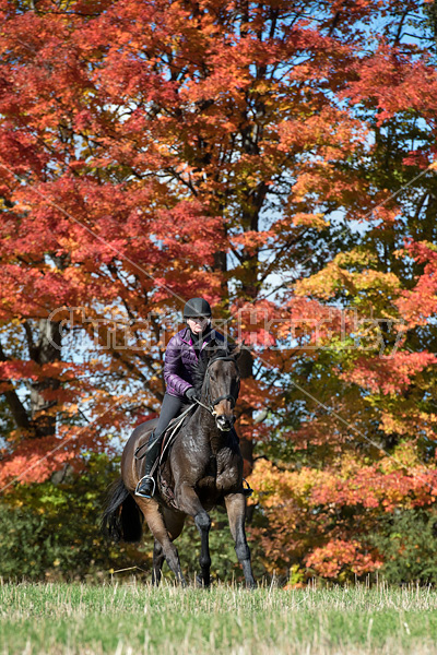 Woman horseback riding in field in the autumn of the year with colored leaves in the background