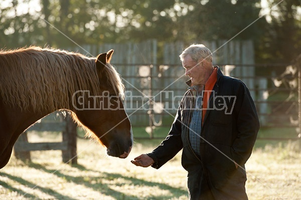 Man and Belgian draft horse