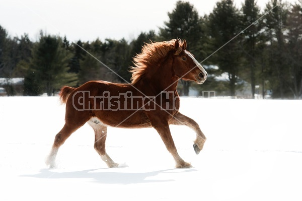 Belgian draft horse galloping through snow