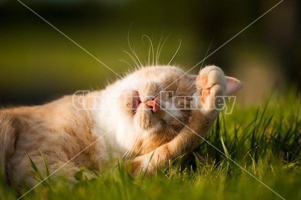 Orange cat laying on the grass outside in the sunshine