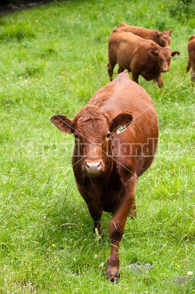 Beef Cattle