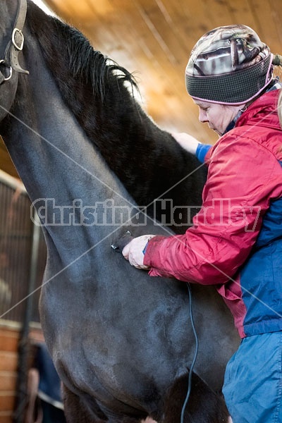 Woman clipping horse