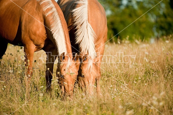 Palomino Quarter Horse