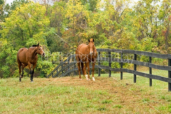 Two horses outside in paddock